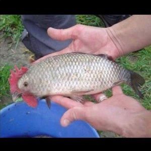 Meet your Posher, Mark